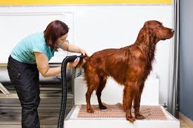 Effortless Grooming: The Best Dog Blow Dryers on the Market