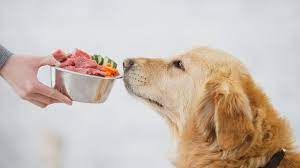 Healthy Essentials: Embracing the Raw Dog Food Diet