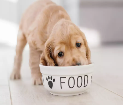 Nutrition Excellence: Unveiling the Best Puppy Food for Labs