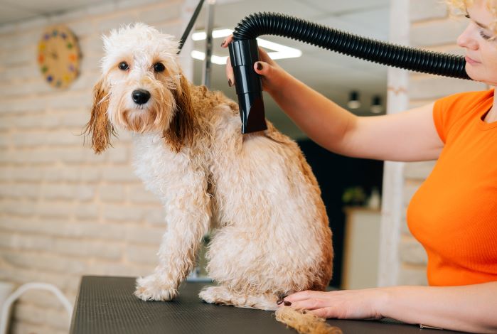 Maintaining and Cleaning Your Dog Hair Dryer: Tips and Tricks