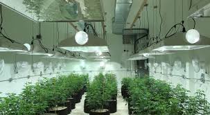 Optimizing HVAC Systems for Commercial Grow Rooms