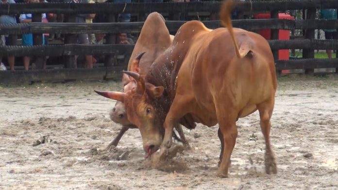 The Convenience of Online Bull Fighting Betting: A Comprehensive Overview