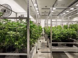 Setting Up the Perfect Cannabis HVAC System for Cultivation Success